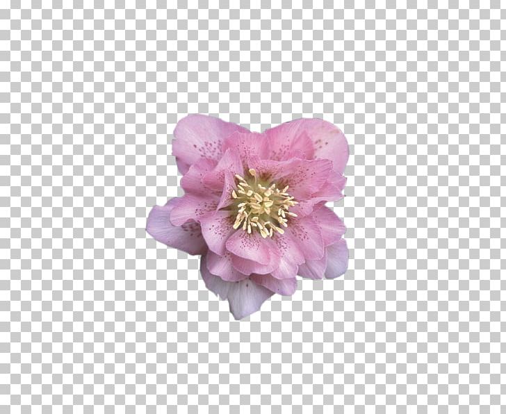 Rose Perennial Plant Peony Cherry Blossom PNG, Clipart, Blossom, Cherry, Cherry Blossom, Evergreen, Flower Free PNG Download