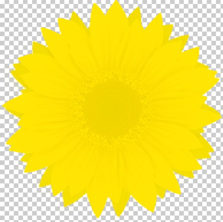 Yellow Starburst PNG, Clipart, Blue, Clip Art, Computer Icons, Daisy Family, Dandelion Free PNG Download