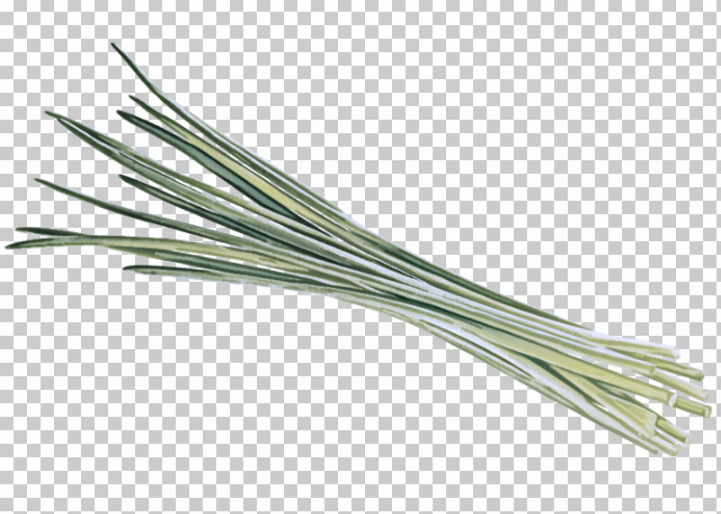 Scallion Welsh Onion Grasses Commodity PNG, Clipart, Commodity, Grasses, Scallion, Welsh Onion Free PNG Download