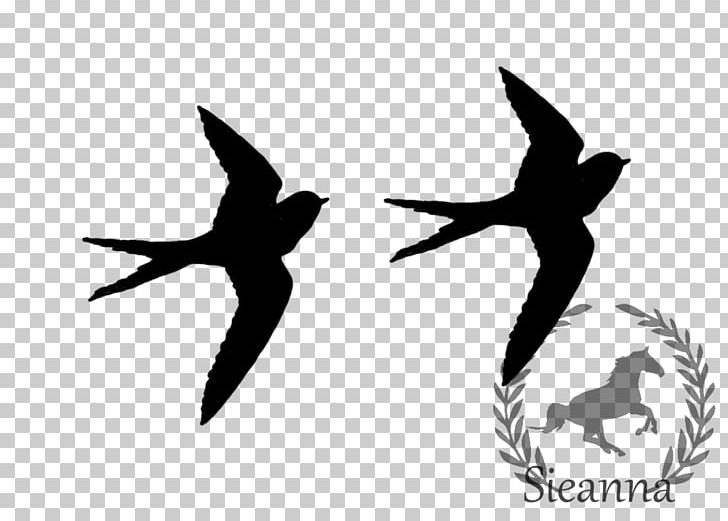 Common Blackbird Drawing Art PNG, Clipart, Animals, Art, Art Museum, Beak, Bird Free PNG Download