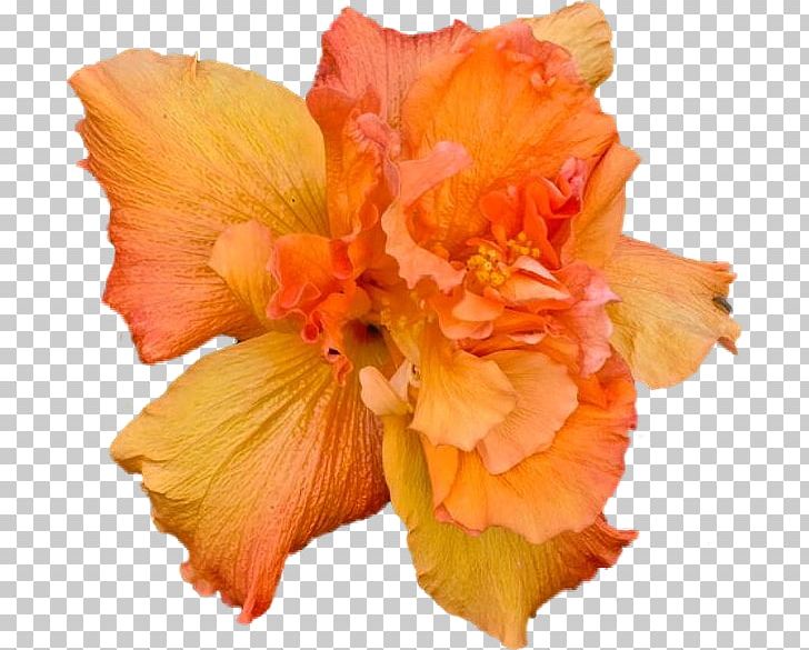Hibiscus Flower Petal PNG, Clipart, Blog, Canna Family, Canna Lily, Closeup, Flower Free PNG Download