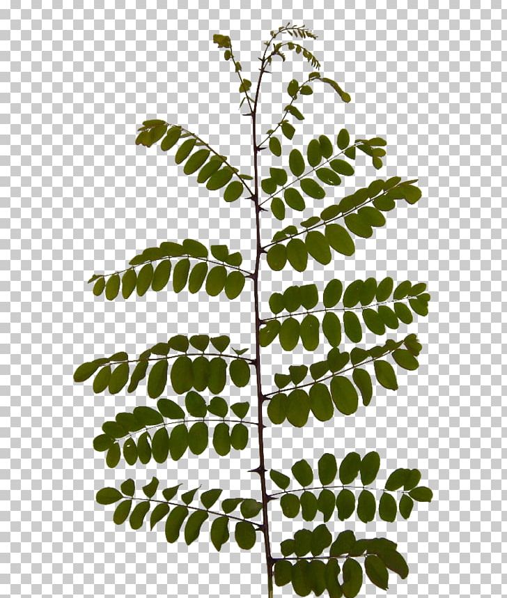 Twig Leaf Acacia Branch Plants PNG, Clipart, Acacia, Acaciella Angustissima, Bay Laurel, Branch, Flora Free PNG Download