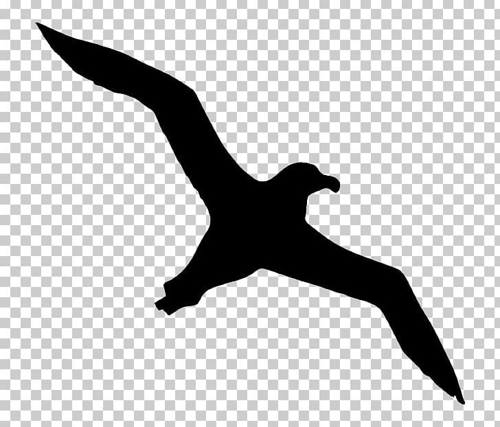 Bird Albatross Icon PNG, Clipart, Albatross, Animals, Background, Beak, Bird Free PNG Download