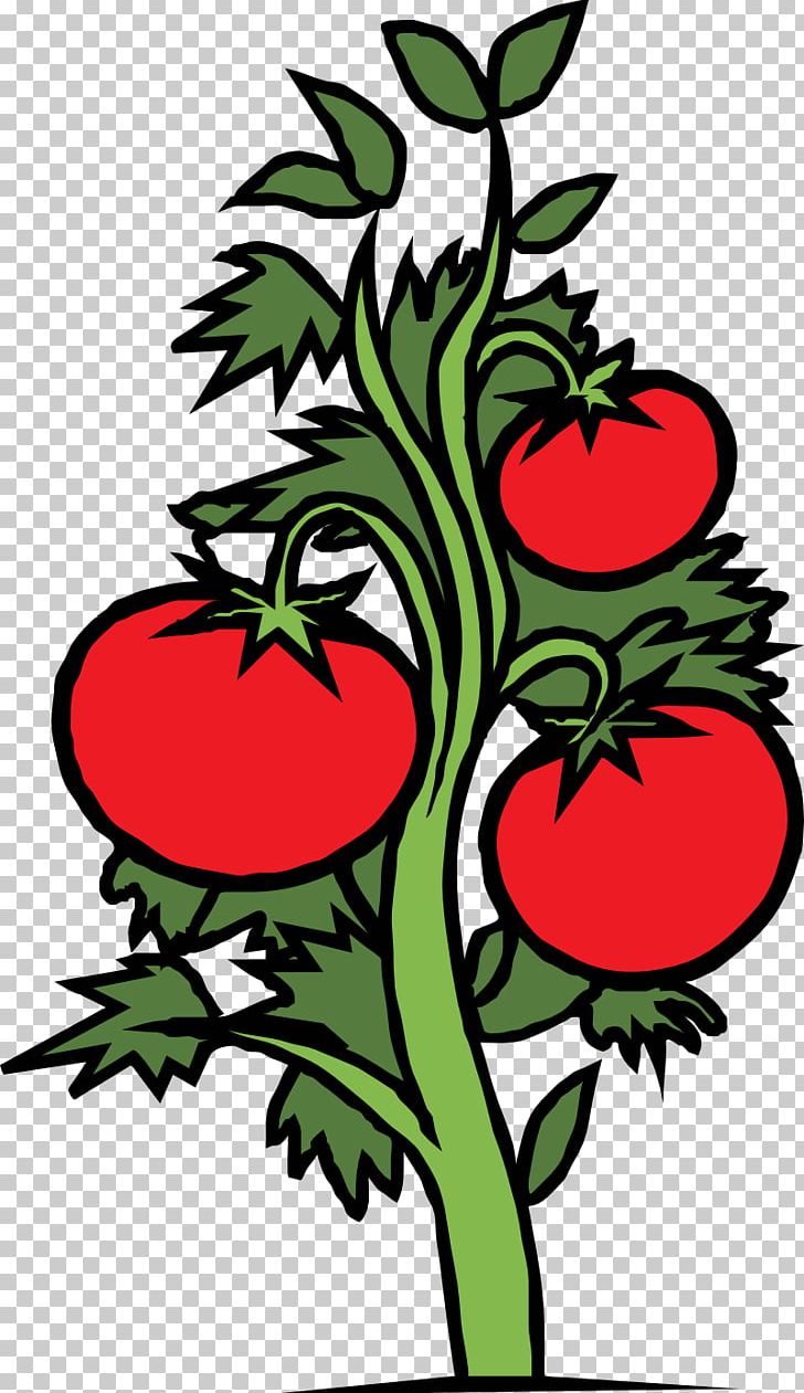 Cherry Tomato Plant Vegetable PNG, Clipart, Artwork, Asparagus, Branch, Cherry Tomato, Clip Art Free PNG Download