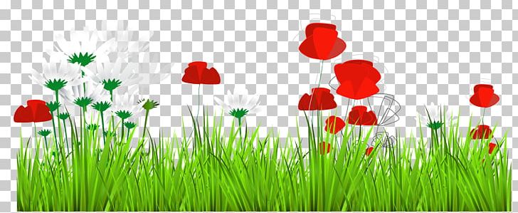 Flower PNG, Clipart, Blog, Commodity, Computer Wallpaper, Download, Field Free PNG Download
