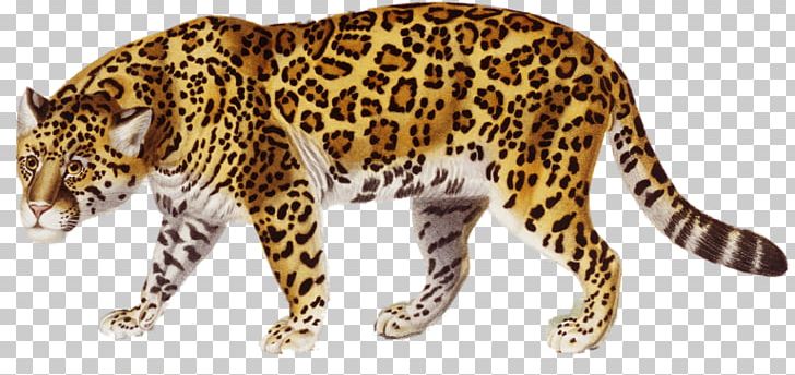 Jaguar PNG, Clipart, Animal, Animal Figure, Animals, Big Cats, Book Free PNG Download