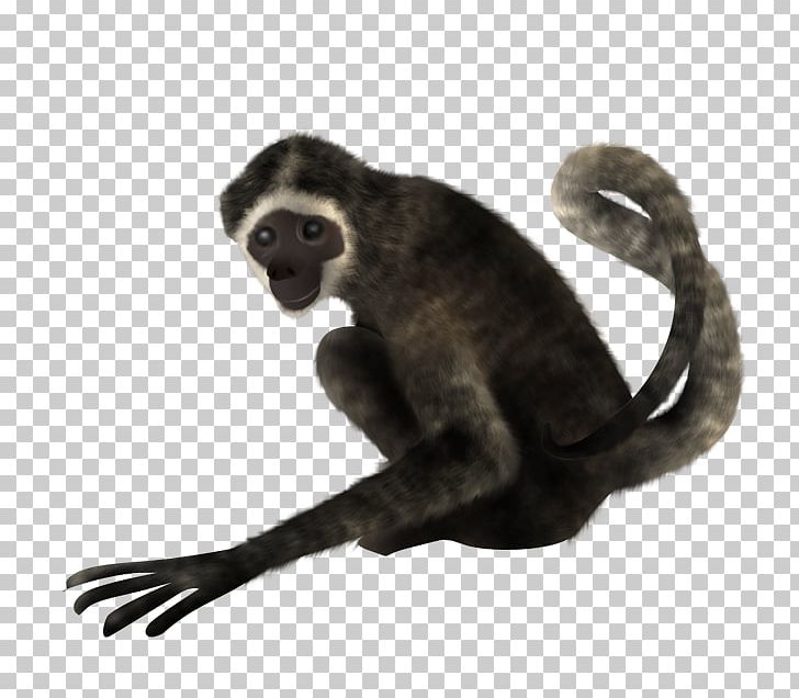 Spider Monkey PhotoScape PNG, Clipart, 2017, Animaatio, Animal, Bear, Fauna Free PNG Download