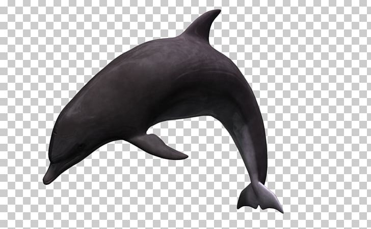 White-beaked Dolphin Tucuxi Animal 3D Computer Graphics PNG, Clipart, 3d Computer Graphics, Animal, Animals, Cartoon, Deviantart Free PNG Download