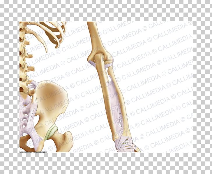 Finger Elbow Pelvis Bone Anatomy PNG, Clipart, Anatomy, Arm, Bone, Ear, Elbow Free PNG Download
