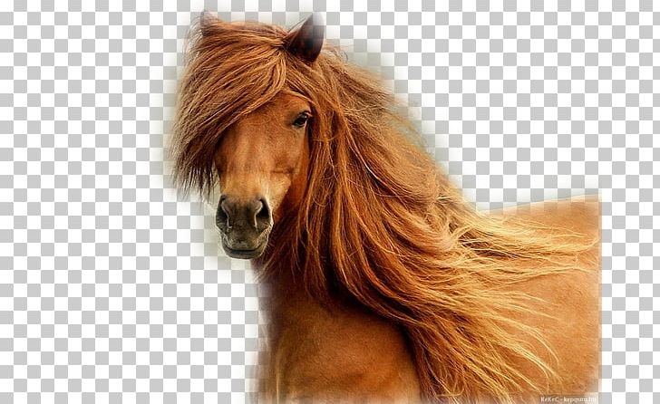 Finnish Horse Arabian Horse Mane Mare Pony PNG, Clipart, Animal, Arabian Horse, Black, Bridle, Desktop Wallpaper Free PNG Download