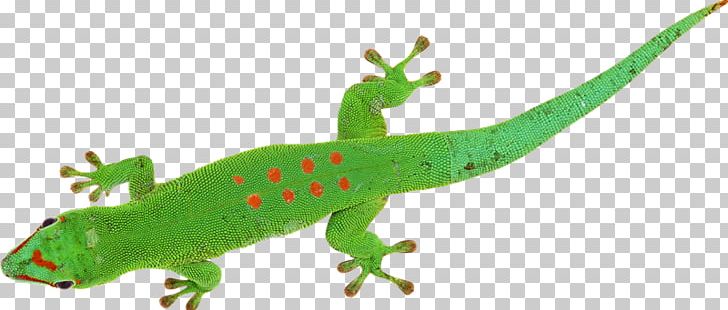 Gecko Lizard Chameleons Reptile PNG, Clipart, Amphibian, Animal Figure, Animals, Chameleons, Common Iguanas Free PNG Download