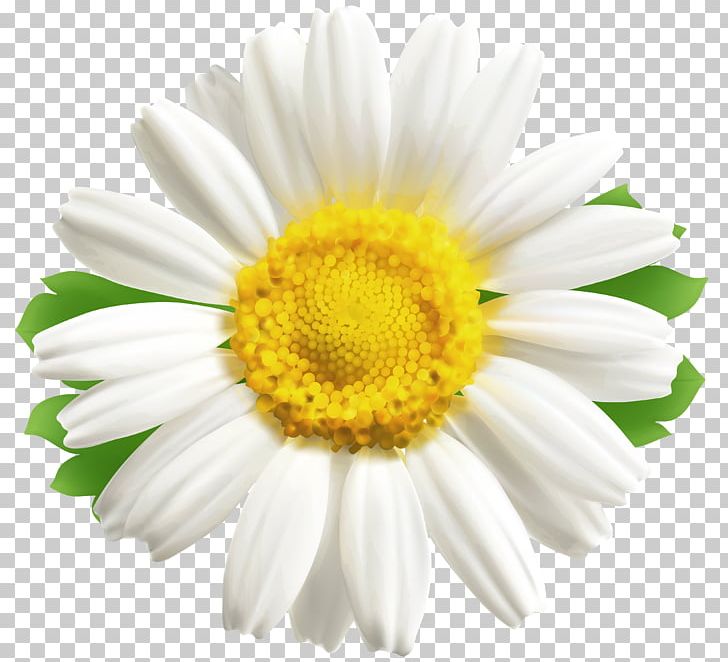 Common Daisy Flower Desktop PNG, Clipart, Annual Plant, Aster, Chamaemelum Nobile, Chamomile, Chrysanthemum Free PNG Download