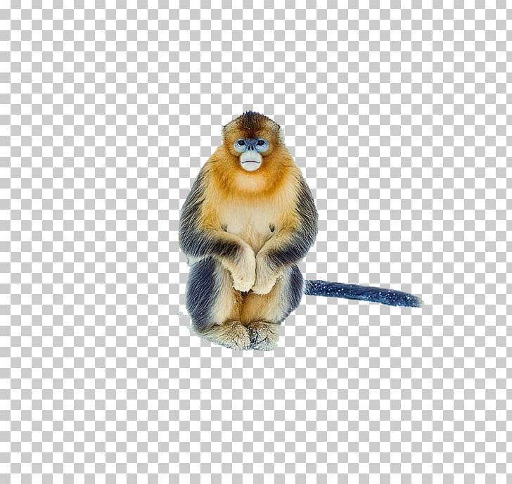 Cercopithecidae Monkey PNG, Clipart, Animals, Cercopithecidae, Creativity, Designer, Download Free PNG Download
