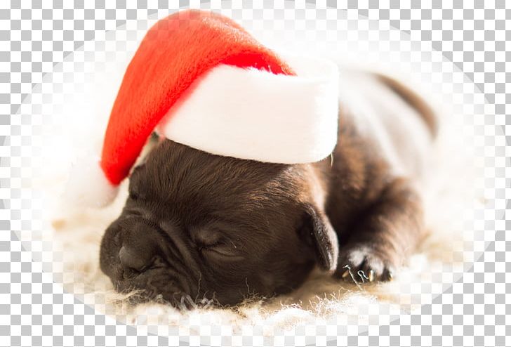 Christmas Tree Dog Gift Santa Claus PNG, Clipart, Carnivoran, Christmas, Christmas And Holiday Season, Christmas Card, Christmas Gift Free PNG Download