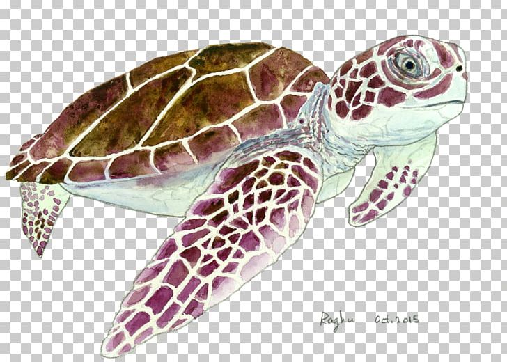 Loggerhead Sea Turtle Pond Turtles Terrestrial Animal PNG, Clipart, Animal, Animals, Elephant Flow, Emydidae, La Quinta Inns Suites Free PNG Download