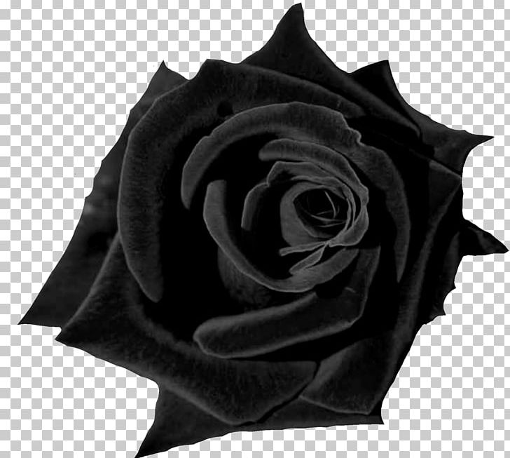Black Rose Desktop Flower Red PNG, Clipart, 4k Resolution, 1080p, Black, Black And White, Black Rose Free PNG Download