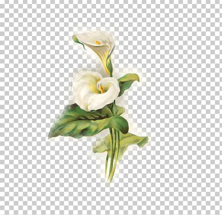 Lilium Arum-lily Easter Flower Pattern PNG, Clipart, Artificial Flower, Arum, Arum Family, Arumlily, Calas Free PNG Download