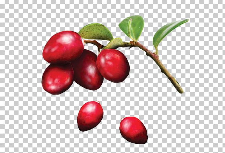Lingonberry Cranberry Organic Food Ingredient PNG, Clipart, Berry, Camu Camu, Cherry, Cranberry, Food Free PNG Download