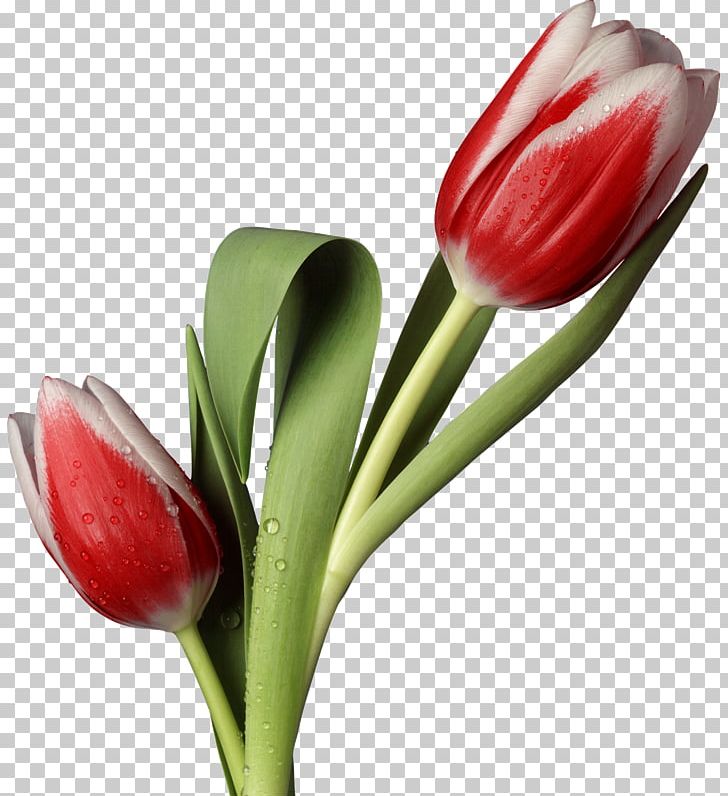 Tulip Cut Flowers Animaatio Petal PNG, Clipart, Animaatio, Animator, Blog, Bud, Cut Flowers Free PNG Download