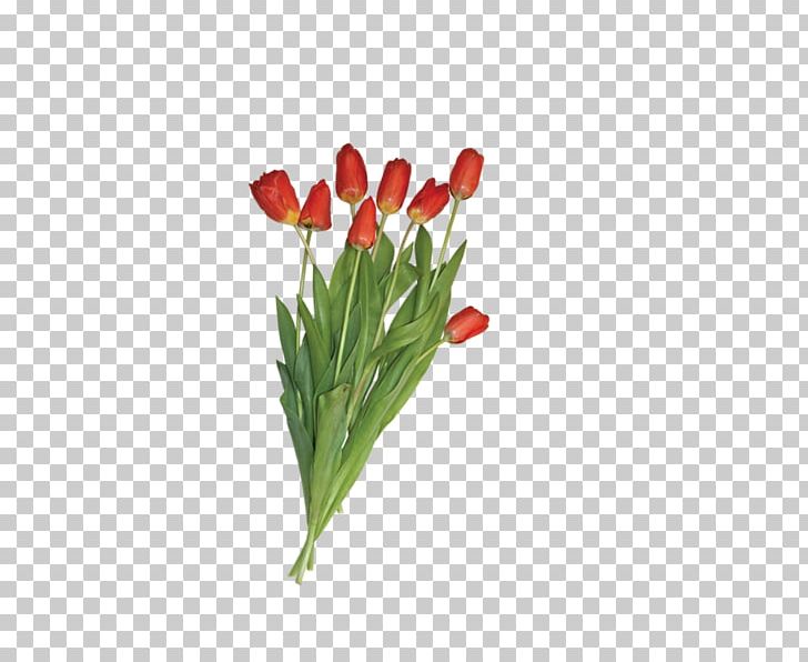 Tulip Flower PNG, Clipart, 8 March, Cut Flowers, Digital Image, Flower, Flowering Plant Free PNG Download