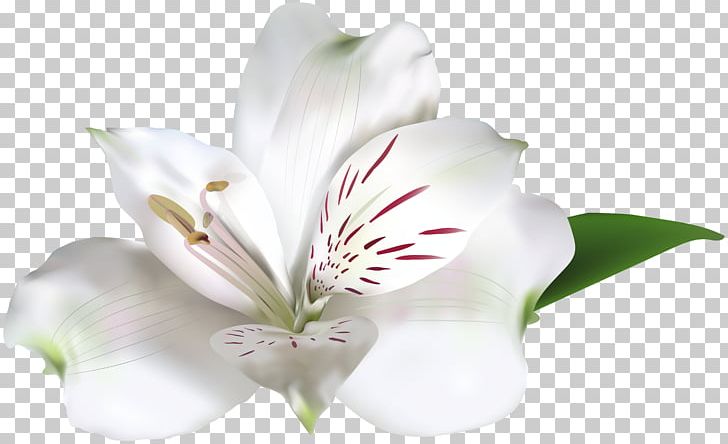 White Rose Amaryllis Belladonna PNG, Clipart, Alstroemeria, Alstroemeriaceae, Amaryllis Belladonna, Art White, Clip Art Free PNG Download