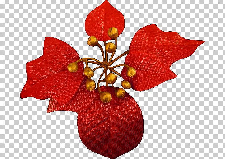 Christmas Card Flower PNG, Clipart, Adobe Flash, Christmas, Christmas Card, Christmas Ornament, Cut Flowers Free PNG Download