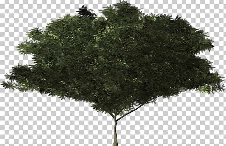 Shrub Tree Botany Evergreen Branch PNG, Clipart, Botany, Branch, Bush, Conifer Cone, Ecology Free PNG Download