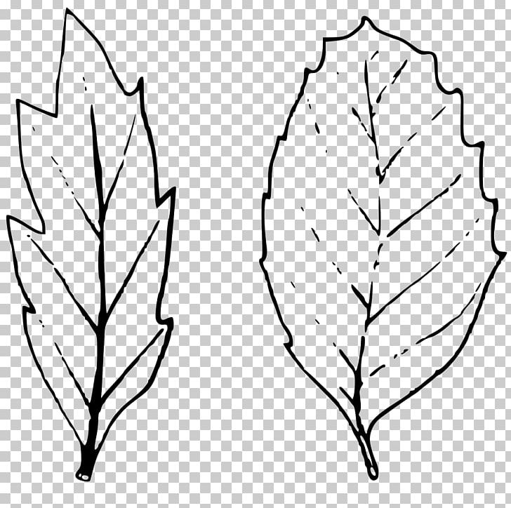 Twig Symmetry Quercus Suber Plant Stem Pattern PNG, Clipart, Bark, Black And White, Branch, Flora, Flowering Plant Free PNG Download