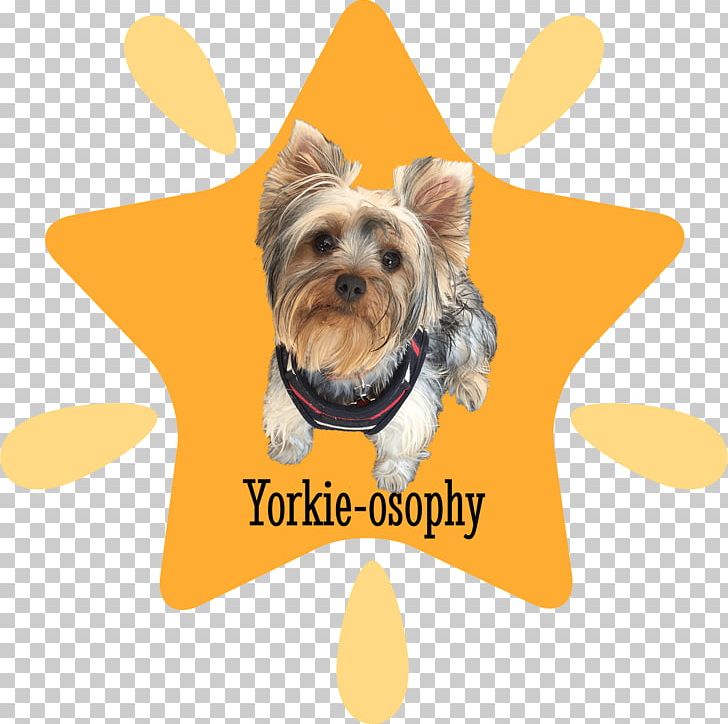 Your Yorkshire Terrier Puppy Dog Breed PNG, Clipart, Animal, Animals, Breed, Canidae, Carnivora Free PNG Download