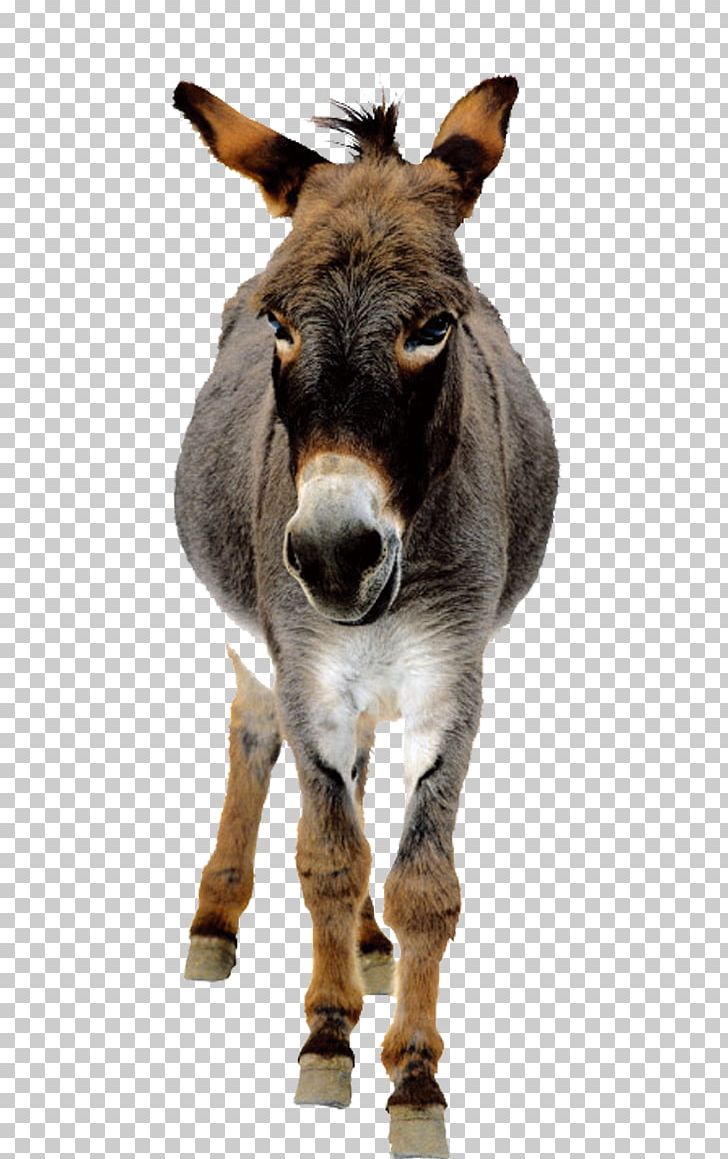 donkey clipart png blood