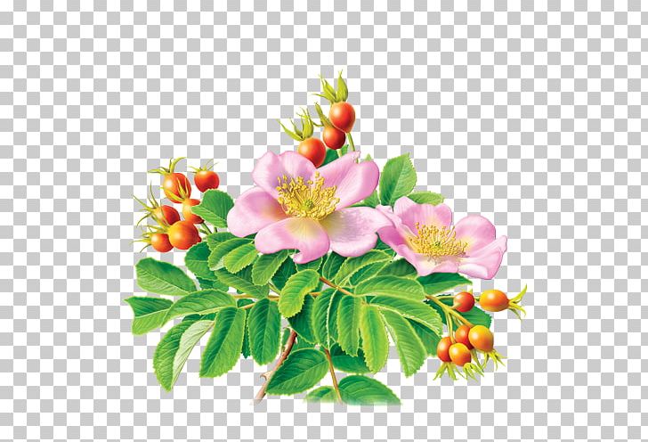 Herbal Tea Organic Food Rose Hip Tea Bag PNG, Clipart, Bag, Blossom, Branch, Caffeine, Cut Flowers Free PNG Download