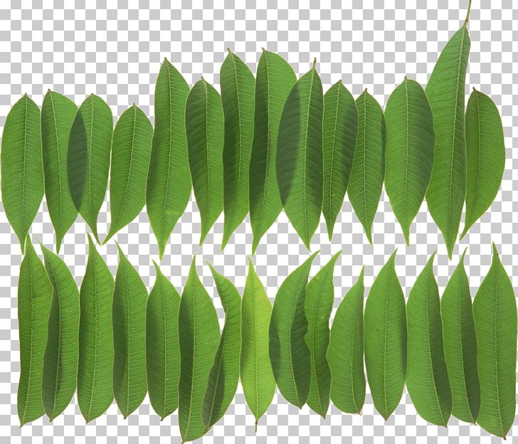 Leaf Plant Stem PNG, Clipart, Directory, Grass, Leaf, Plant, Plant Stem Free PNG Download