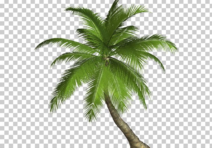 Palm Trees Babassu Villa Room Asian Palmyra Palm PNG, Clipart, Arecales, Asian Palmyra Palm, Attalea Speciosa, Babassu Oil, Borassus Flabellifer Free PNG Download