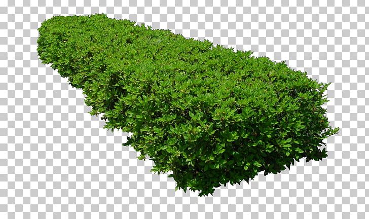 tree bush png