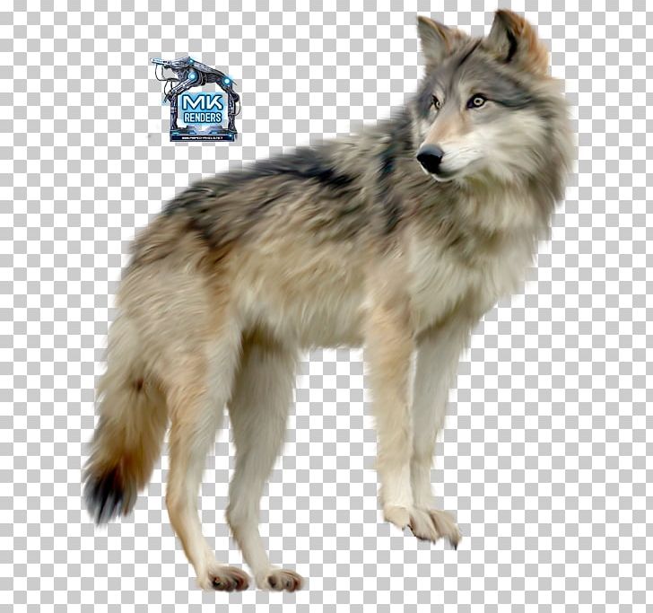 Tamaskan Dog Siberian Husky German Shepherd Seppala Siberian Sleddog Greenland Dog PNG, Clipart, Animale, Animals, Autor, Carnivoran, Desktop Wallpaper Free PNG Download