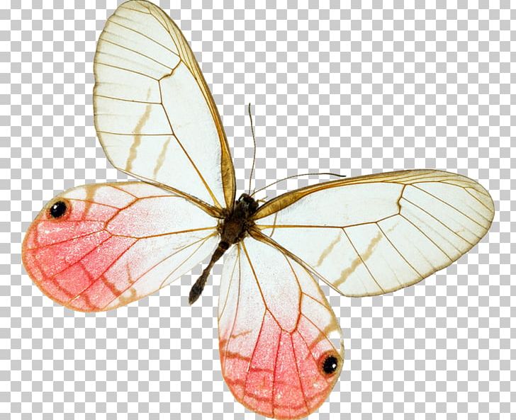 Brush-footed Butterflies Portable Network Graphics Computer Icons PNG, Clipart, Arthropod, Blog, Brush Footed Butterfly, Bulletin Board System, Butterfly Free PNG Download