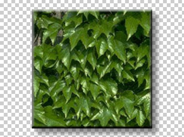 Ivy Parthenocissus Tricuspidata Virginia Creeper Vine Wall PNG, Clipart, Evergreen, Garden, Gazebo, Grapevines, Grass Free PNG Download