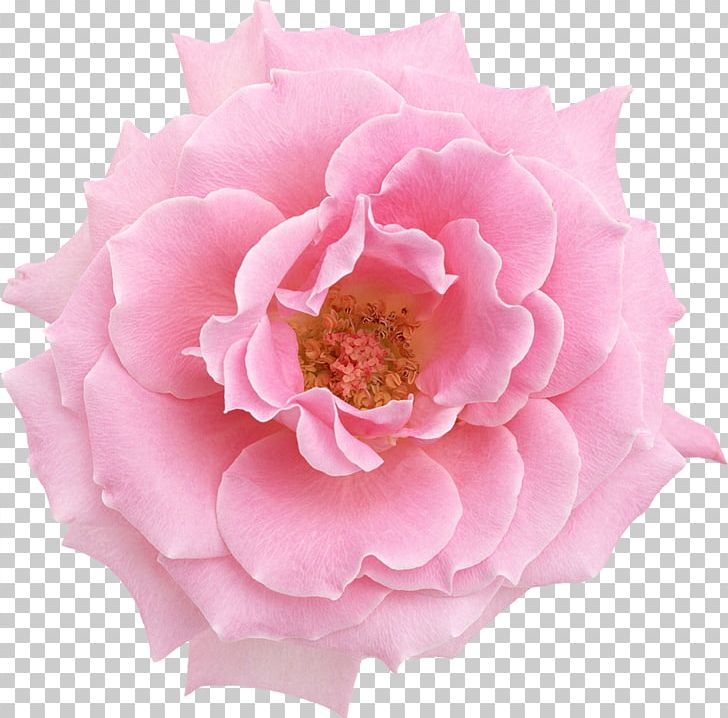 Pink Flowers Oil Painting Rose PNG, Clipart, Art, Canvas, Canvas Print, Color, Cut Flowers Free PNG Download
