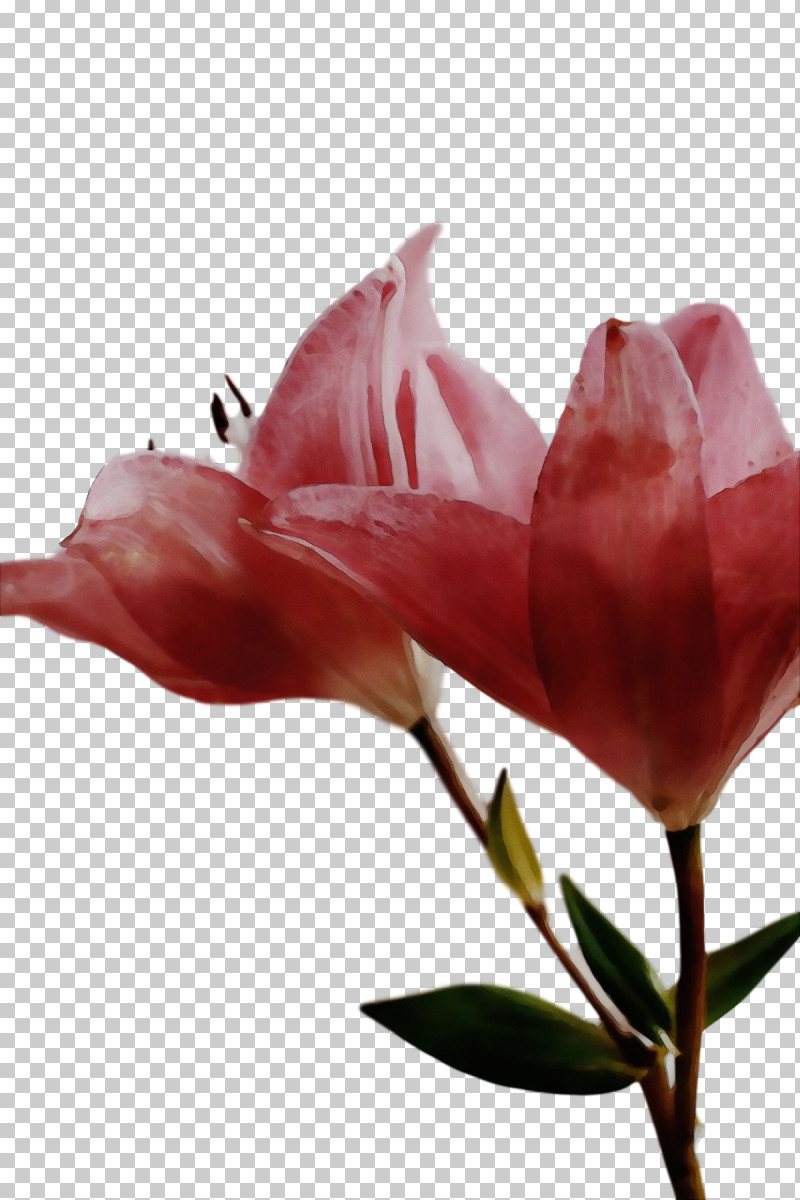 Royalty-free Close-up Flower Cut Flowers Plants PNG, Clipart, Closeup, Cut Flowers, Flower, Paint, Plants Free PNG Download