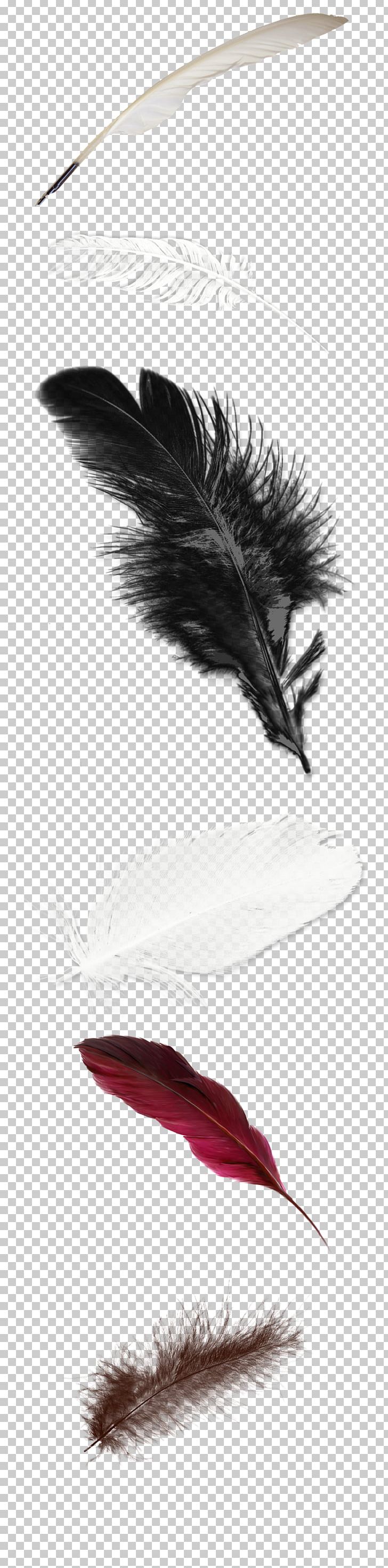 Feather White PNG, Clipart, Animals, Black, Download, Feather, Feather Pen Free PNG Download