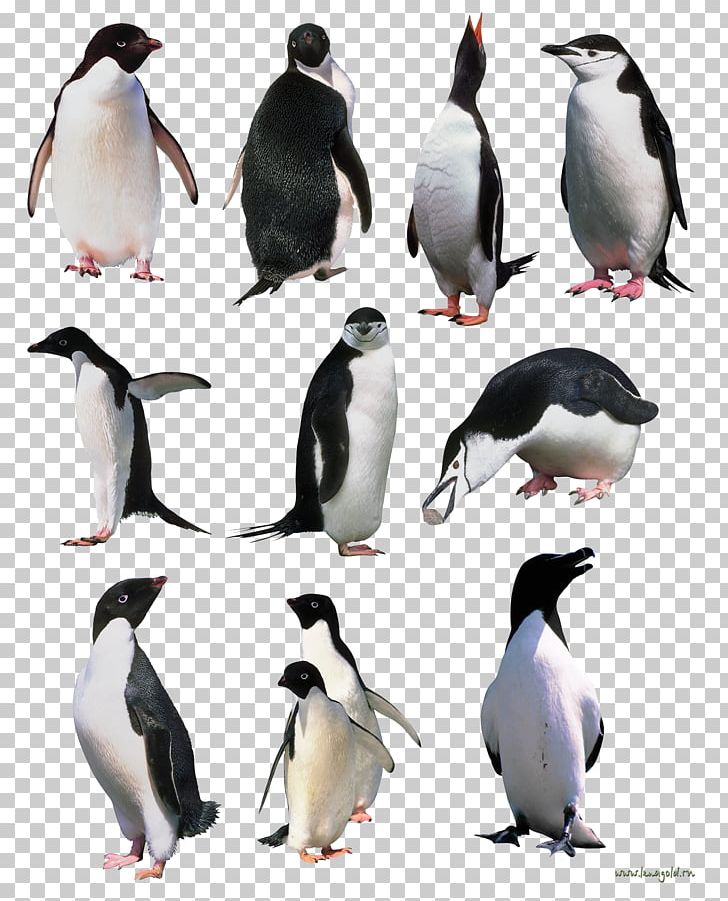 Penguins PNG, Clipart, Penguins Free PNG Download