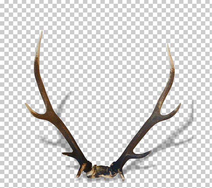 Reindeer Horn Antler Trophy PNG, Clipart, Animals, Antler, Deer, Dog, Drawing Free PNG Download