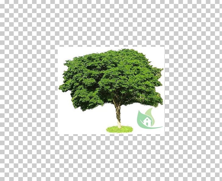 Tree Scale Models Shrub Hobby Drawing PNG, Clipart, Architecture, Bellandris Rehner Garden Center, Bookcase, Closet, Coffee Tables Free PNG Download