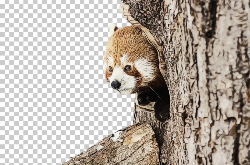Giant Panda Red Panda Dog Cat Cuteness PNG, Clipart, Cat, Cave, Cuteness, Dog, Fur Free PNG Download