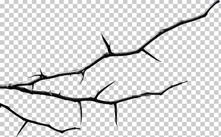 Branch Twig Leaf Thorns PNG, Clipart, Artwork, Black And White, Black Locust, Branch, Eucalyptus Leaves Free PNG Download