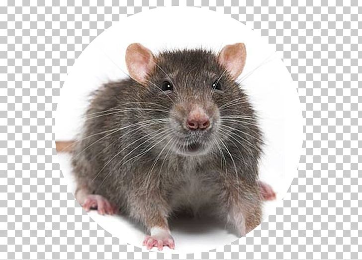 Brown Rat Mouse Rodent Black Rat Pest Control PNG, Clipart, Animals, Bandicoot, Black Rat, Brown Rat, Cat Free PNG Download