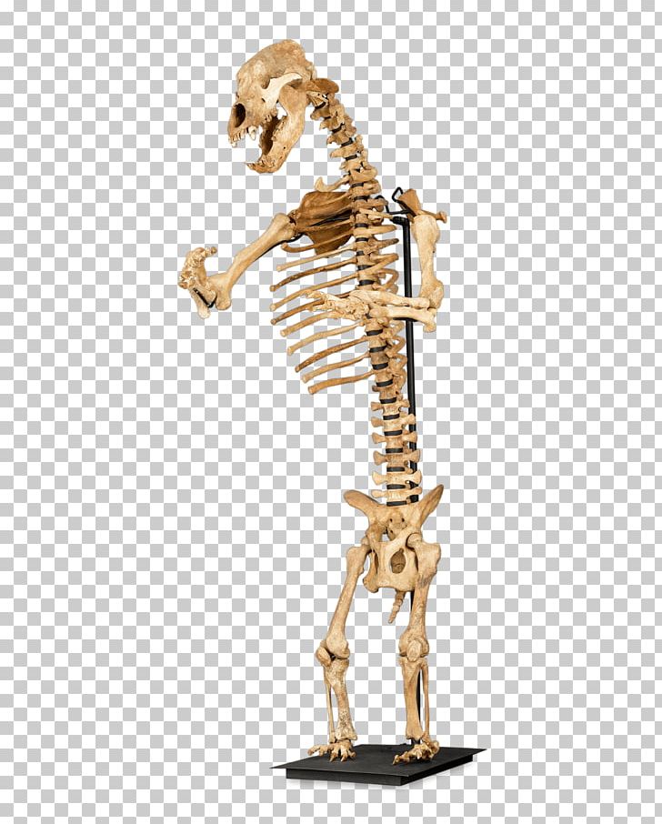 Cave Bear Skeleton Giraffe Bone American Black Bear PNG, Clipart, American Black Bear, Animal Figure, Bear, Bears, Bone Free PNG Download