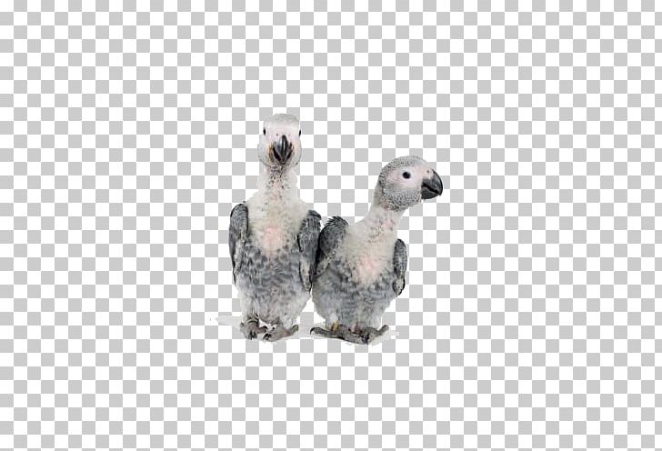 Grey Parrot Bird Timneh Parrot African Greys PNG, Clipart, African Grey, Beak, Bird, Breeder, Chestnutfronted Macaw Free PNG Download