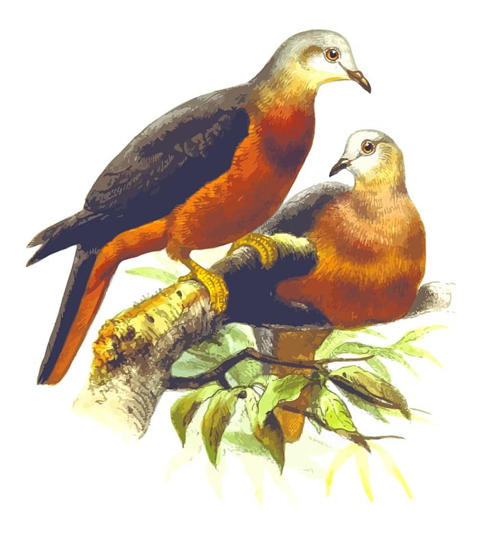 Homing Pigeon Fantail Pigeon Columbidae Bird PNG, Clipart, Animal, Animals, Beak, Bird, Chestnut Free PNG Download