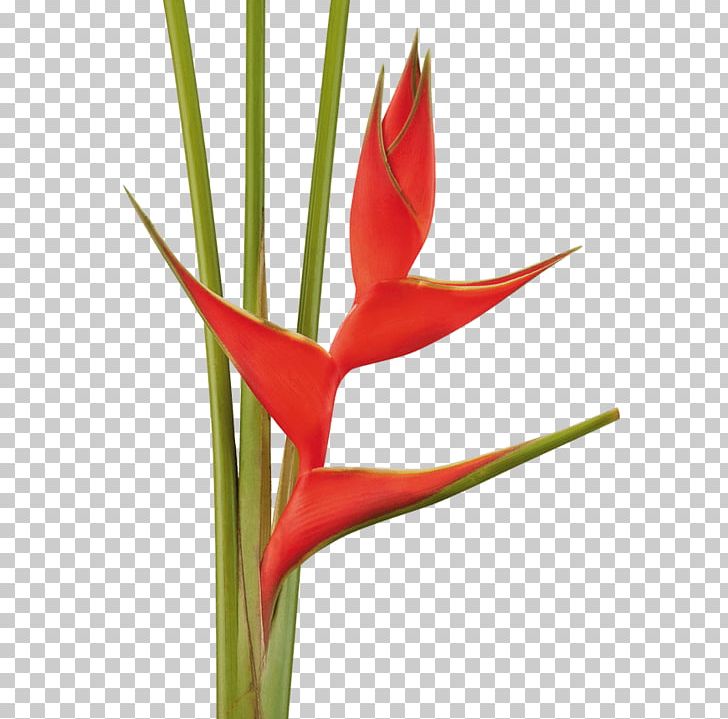 Lobster-claws Tropical Flowers Cut Flowers Flowering Plant PNG, Clipart, Cut Flowers, Flower, Flowering Plant, Heliconia, Lobster Claws Free PNG Download
